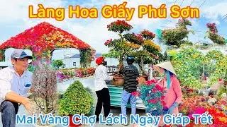 Làng Hoa Giấy Phú Sơn Mai Vàng Chợ Lách Ngày Giáp Tết || TDLVL