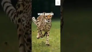 The Heartbeat of a Cheetah: Exploring the World's Fastest Land Animal #shorts #viral #shortsfeed