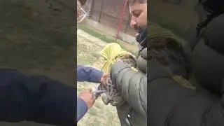 Treatment of cat#pets #animals #trending @ dr  alok vet club