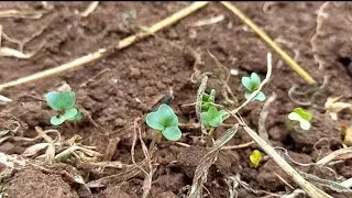 What you need to consider when setting a KALES Seed bed.