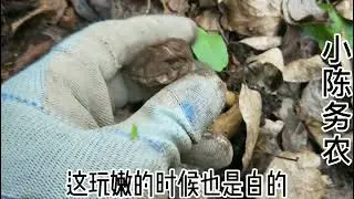 小陈发现的新地方真好，有好多当地的松茸，连续两天都采满框了