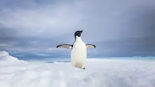 snow+music