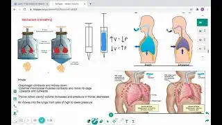 Mechanism of Breathing