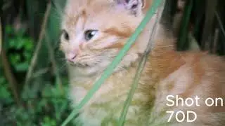 Canon eos 70D video test | An animal world