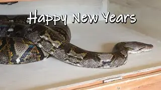 С Новым годом, и с питонами, и со всем прочим!