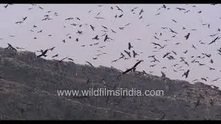 Urban raptors flying above Delhi&rsquo;s Gazipur waste landscape