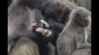Bronx Zoo Welcomes Baby Gelada Baboon
