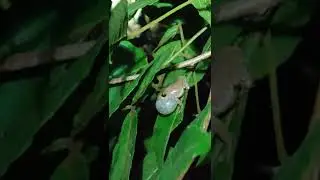 Raorchestes bombayensis calling recorded - at Chiti, Ajra Taluk, Kolhapur