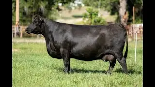 Sitz Pride 200B at Scott Angus Cattle