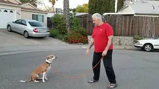 Lucy Solid Stay Command - Pit Mix