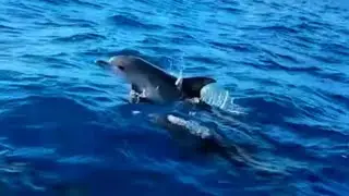 Mind-Blowing Dolphin Moments Caught on Camera 🐬