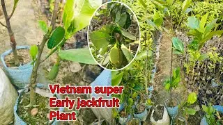 Vietnam super Early jackfruit Best commercial variety || Vietnam jackfruit Plant call 8170982304