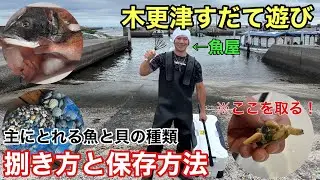千葉の伝統【すだて遊び】活きた魚や貝を捕まえて食べよう！（自宅で捌いて保存できる☆）