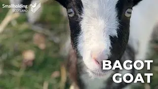 Bagot Goat - Livestock showcase - Scottish Smallholder Festival 2020