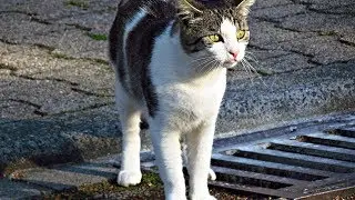 How to Drive Long Distance With a Cat - Traveling with Your Cat