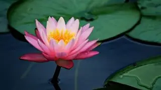 Secret Symbolism of the Lotus Flower: You are The Lotus Flower. Overcome.
