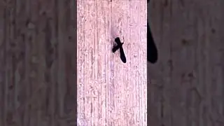 visita varias harrisinas met&aacute;licas #harrisinametalica #moth #lovnat #slowmotion #emotionalrescue