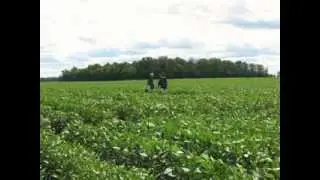 Michigan Organic Soybean Trials - Dan Rossman, MI