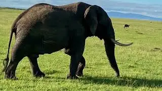 Helms African Safari