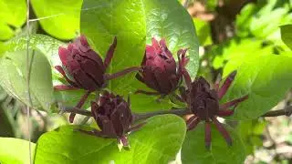 Chionanthus virginicus & Fringe tree & Сніговець вірґінський