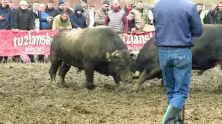 RINGIĆ od Šibonjića vs ZEKO od Redžića Banovići Selo 2023