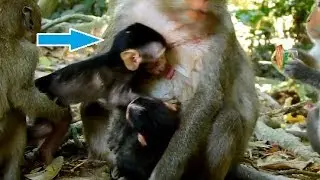 WHY THIS TIME JAYDEN REQUEST MILK DIAMON ! Diamon reject keep milk for Dustin.