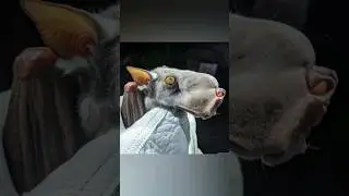 Meet the world's largest bat. #bat #Africa #birds