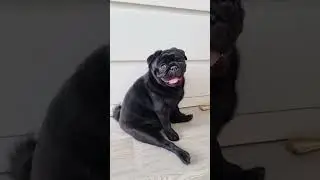 Как быстро растут мопсы ❤️ #мопс #pug #puppy #щенок