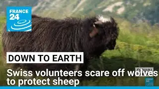 Swiss volunteers scare off wolves to protect sheep &bull; FRANCE 24 English