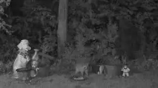 ASMR RURAL BACKYARD NIGHT VISION ANIMALS