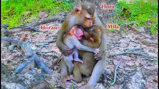 Unbelievable.. Great Mother Flora breastfeeds to baby Floran & abandoned monkey Mia at the same time