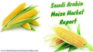 Saudi Arabia Maize Market Report