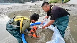 Modern Koi Blog #4831 - Die Konishi Ikeage Naturteich Hongou ue shita 2021