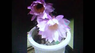 DSCF0265 サボテンの花開くとき