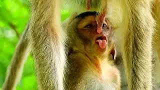 Too much hungry poor baby Lori lull mom for milk/Who know Lori feeling when mom not allow milk