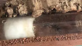 Une des fourmis les plus grosse du monde