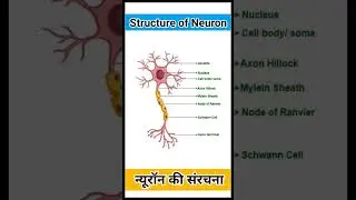 Structure of Neuron (तंत्रिका कोशिका (न्यूरॉन) की संरचना)...✨ #structureofneuron #tantrika #shots