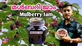 Guys,നിങ്ങൾ മുൾബറി ജാം ഉണ്ടാക്കിയിട്ടുണ്ടോ | Home made mulberry Jam #aboonashome #trending #new #try