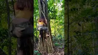 That&rsquo;s how to climb down #outdoors #survival #bushcraft #nature #climbing #workout