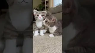 Wait&hellip; Is That Me?! McMeowzzi Meets His Toy Doppelg&auml;nger!