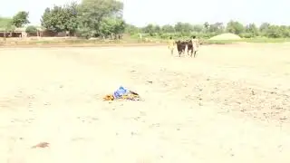 Preparation of Bull race competition