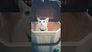 My cats new carrying basket🐈🐱