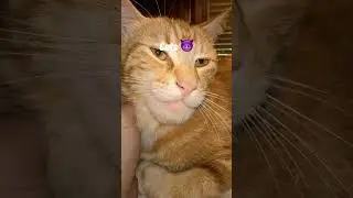 Chad DOG vs SIGMA CAT 🗿🔥😈