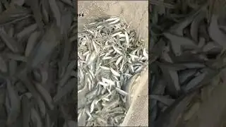 River Lot Fish catch 2024 #shorts #Fishing #youtubeshorts