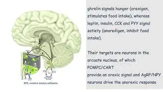 العوامل المؤثرة على الشهية Appetite Regulation