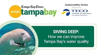 Spotlight Sustainability Series: Diving deep: How to improve Tampa Bay's water quality