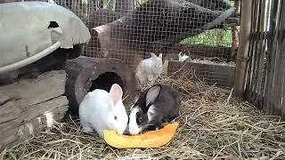 Rabbit foraging activity