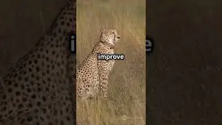Cheetah's Secret Weapon: Tear Marks!