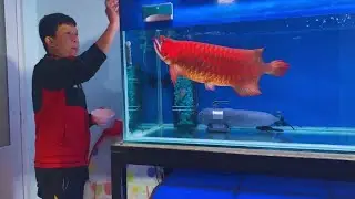 Feeding my Giant Arowana Fish | Monster Red Arowana and Oscar Cichlids