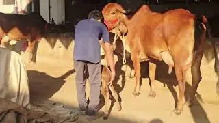 पहले बयात कि #गुजरात #गिर गौधन एक अद्भुत कोहिनूर निचे बछडी 14 लीटर प्रतिदिन दूध क्षमता ☎️ 7568472113